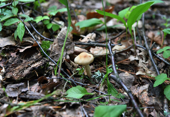forest mushrooms crawled out of the ground after rain in the forest