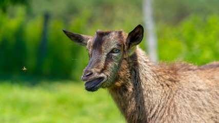 Close up of little goat grazing in green meadow.