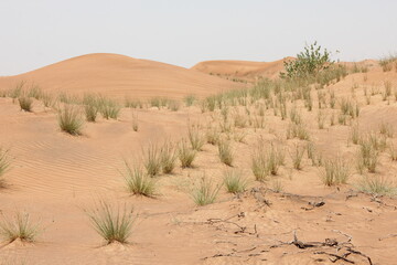Hot and arid desert sand dunes terrain in Sharjah emirate in the United Arab Emirates. The oil-rich UAE receives less than 4 inches of rainfall a year and relies on water from desalination plants.