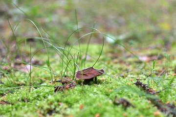 forest mushrooms crawled out of the ground after rain in the forest