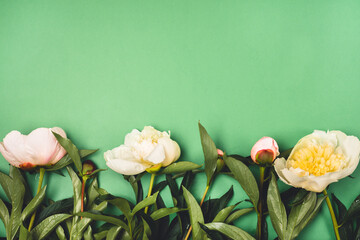 Fototapeta premium Stunning Pink and White Peonies on Green Background Summer Flower Background Top View Horizontal