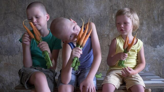 Three blond children eat young carrot in bundle tied with thread. boys are happy to receive their favorite fresh harvest treat. Vegetarian food