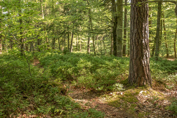 Mischwald mit Heidelbeersträuchern und Waldweg