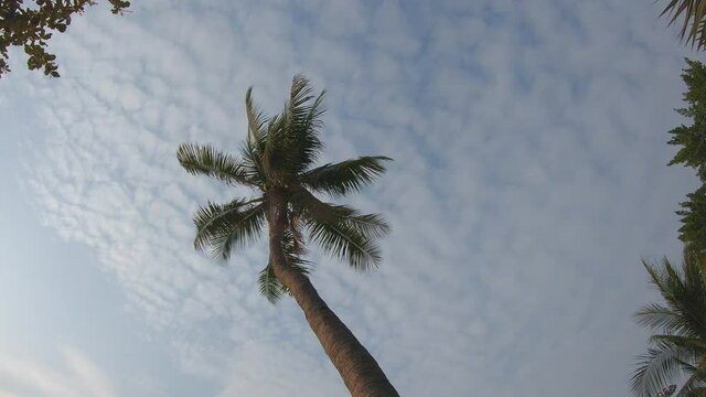 coconat palm tree on cloud sky tropical view