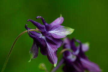 wildflowers after rain on a green background