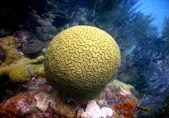 Obraz na płótnie Canvas underwater coral reef caribbean sea Venezuela