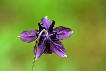 wildflowers after rain on a green background