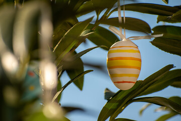 Easter eggs hanging from a cherry laurel branch