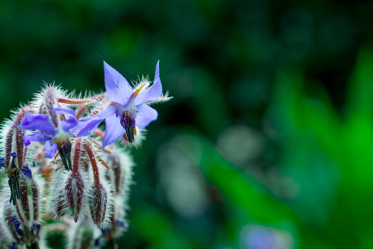 flower of a borridge 