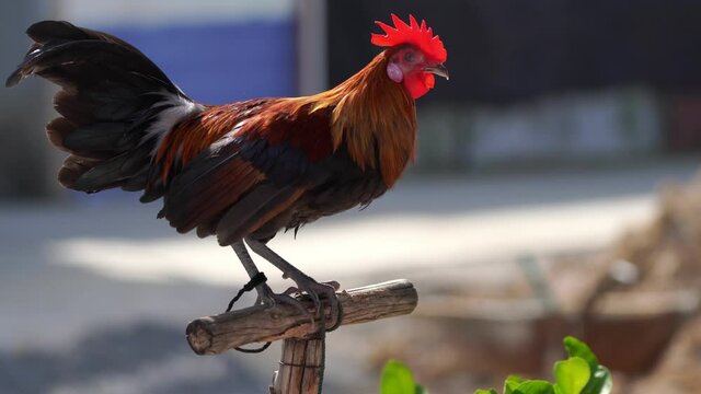 Full body of adult rooster or chicken on the farm. 4k