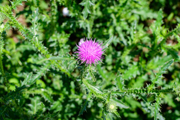 Delicate pink and purple flowers of Carduus nutans plant, commonly known as musk or nodding plumeless thistle, in a garden in a sunny summer day, national flower and symbol of Scotland, United Kingdom
