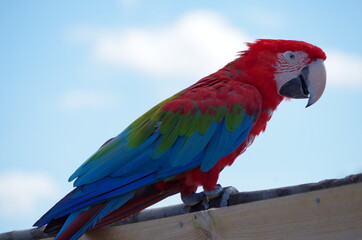 perroquet