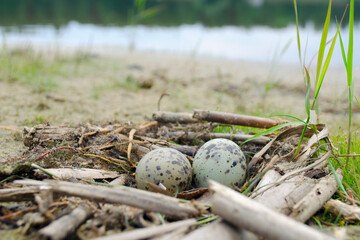 Bird's nest of seagulls with two eggs in it on shore. Two green spotted gull eggs in a nest. Close-up. Two seagull eggs in a nest on the sea beach.