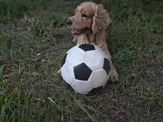 Cocker Spaniel