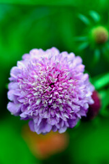 close up of a purple flower