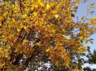 yellow autumn leaves