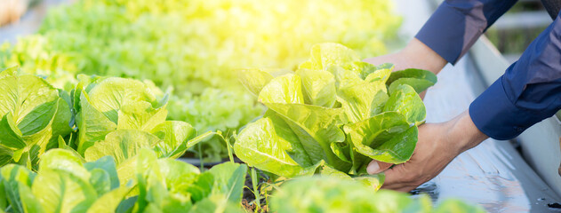 Closeup hands young man farmer checking and holding fresh organic vegetable in hydroponic farm, cultivation green cos for harvest agriculture with business, healthy food concept, banner website.