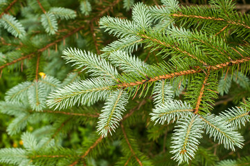White spruce branch with fresh leaves closeup as natural background
