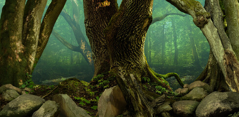 Forest panorama landscape with old mossy crooked trees and rocks. Transparent misty blue background