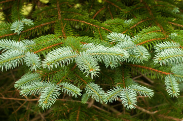 White spruce branch with fresh leaves closeup as natural background