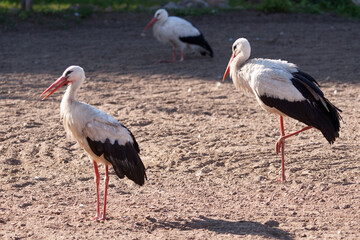 Stork family on a field on a summer day