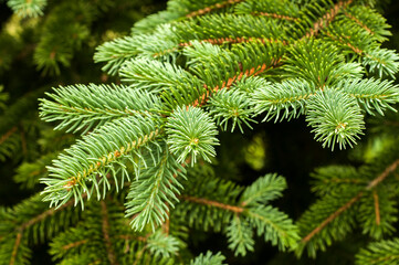 White spruce branch with fresh leaves closeup as natural background