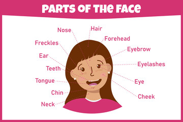 Learning parts of the face. Education worksheet. Activity page for study English. Isolated vector illustration. Cartoon style.