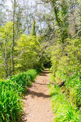 Forest path along a levada in Madeira mountains, Camacha, Madeira island, Portugal