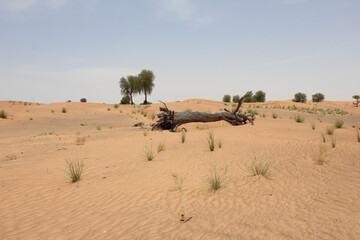 Beautiful rustic uprooted fallen tree in arid desert sand dunes in Sharjah, United Arab Emirates, Middle East.