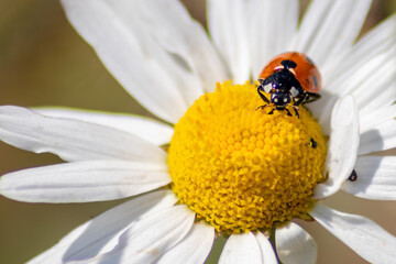 Cute little ladybug with red wings and black dotted hunting for plant louses as biological pest control for organic farming with natural enemies reduces agriculture pesticides and talisman of luck