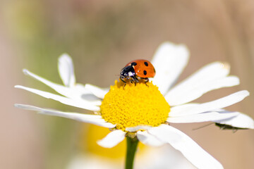 Cute little ladybug with red wings and black dotted hunting for plant louses as biological pest control for organic farming with natural enemies reduces agriculture pesticides and talisman of luck