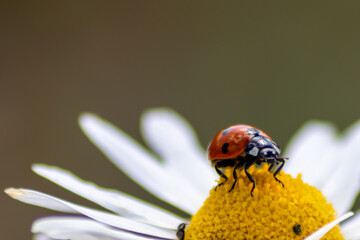 Cute little ladybug with red wings and black dotted hunting for plant louses as biological pest control for organic farming with natural enemies reduces agriculture pesticides and talisman of luck