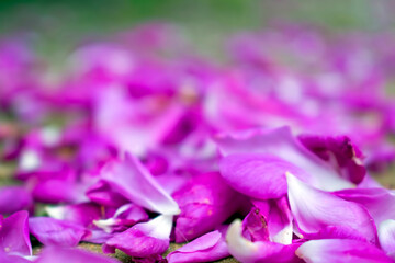 Obraz premium Pink beautiful rugosa rose petals