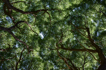 Crowns of trees against the sky