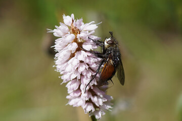 Tachinid fly (Peleteria rubescens), family tachinid flies (Tachinidae) on flowers of bistort (Bistorta officinalis, synonym Persicaria bistorta), dock family (Polygonaceae). June, in a Dutch garden.