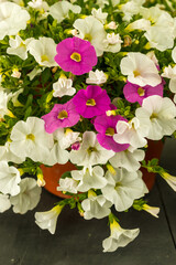 Calibrachoa is representative of the Solanaceae family, along with its closest relative of the Petunia. However, until 1990, the plant was considered one of the varieties of petunias. A basket of cali