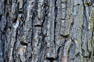Texture of the bark of a tree trunk
