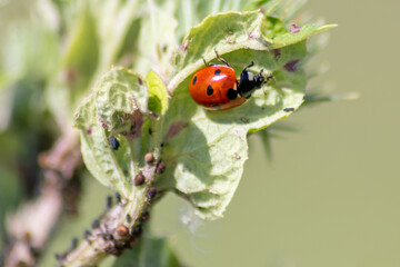 Cute little ladybug with red wings and black dotted hunting for plant louses as biological pest control for organic farming with natural enemies reduces agriculture pesticides and talisman of luck