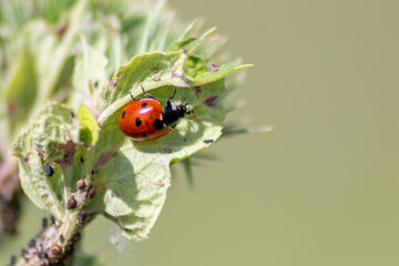 Cute little ladybug with red wings and black dotted hunting for plant louses as biological pest control for organic farming with natural enemies reduces agriculture pesticides and talisman of luck