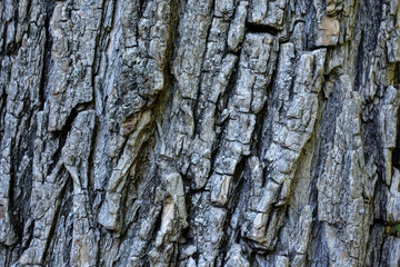 Texture of the bark of a tree trunk