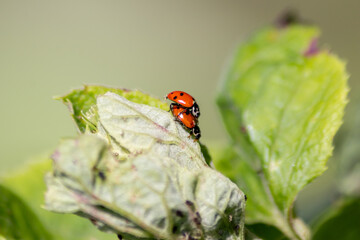 Fototapeta premium Pair of ladybugs having sex on a leaf as couple in close-up to create the next generation of plant louse killers as natural pest control in agriculture with a bokeh background and copy space
