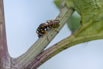 Yellow jacket wasp coming back from a hunt for food eating a ladybug larva as meal and dinner with strong mandibles in macro view and close-up showing the striped predator and flying killer in detail