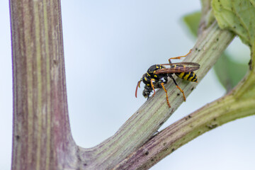 Yellow jacket wasp coming back from a hunt for food eating a ladybug larva as meal and dinner with strong mandibles in macro view and close-up showing the striped predator and flying killer in detail