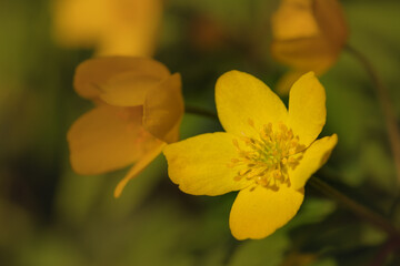 Zarte Nahaufnahme / Makro von Blüten des Gelben Windröschen (lat.: Anemone ranunculoides)