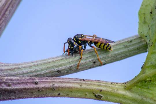 Yellow jacket wasp coming back from a hunt for food eating a ladybug larva as meal and dinner with strong mandibles in macro view and close-up showing the striped predator and flying killer in detail