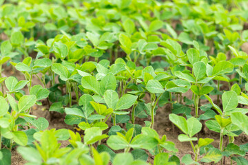 Soybean field. Soybean plantation. Young soy bean plants close up. Selective focus.