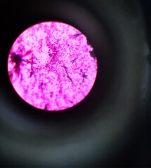 eye shadows on black background