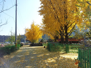 Maple tree in autumn, 단풍나무