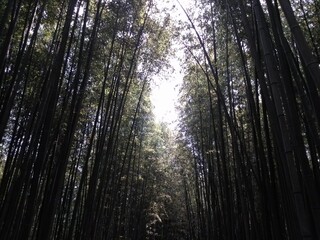대나무숲 
Bamboo forest