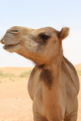 Obraz premium Adult Arabian camel (dromedary, with single hump) in hot and arid desert sand dunes in Ras Al Khaimah, United Arab Emirates, Middle East.